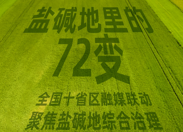 全國兩會融媒聯動丨鹽堿地里的“72變”